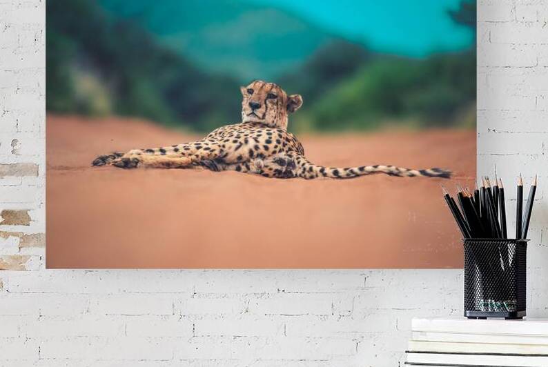Cheetah lowdown Reproduction