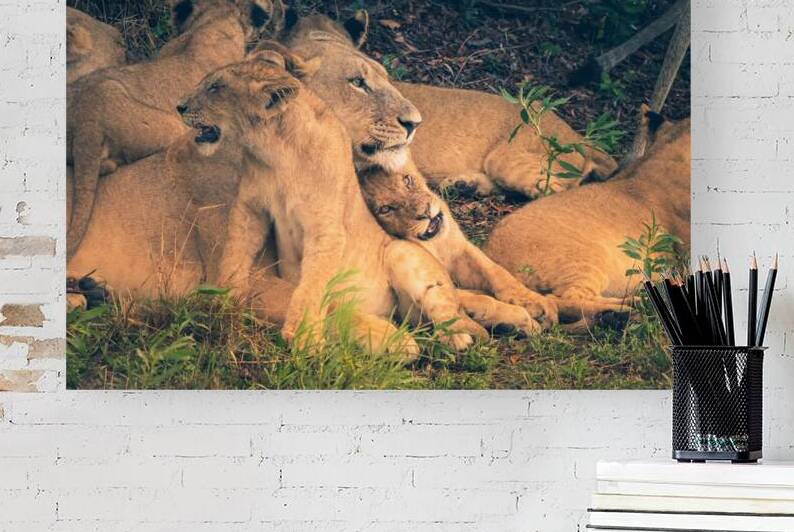 Mothers love Reproduction
