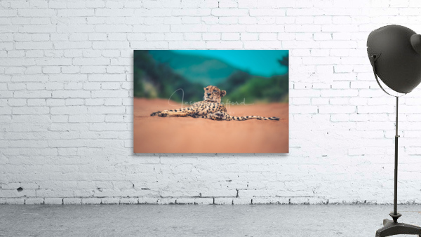 Cheetah lowdown Wall Preview