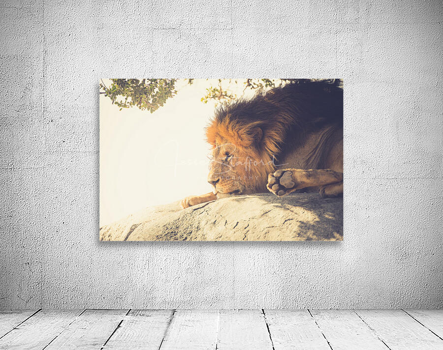 Bob Jr Wall Preview