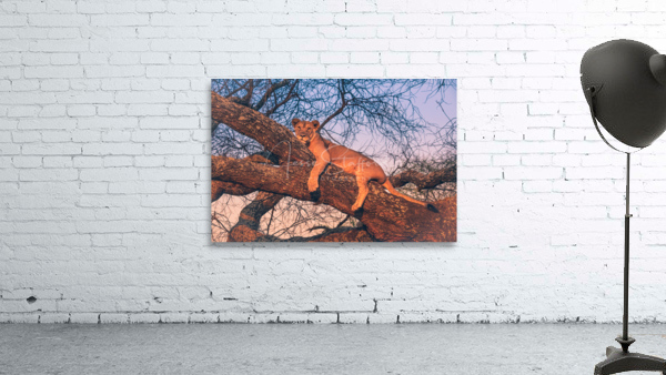 Lion in the tree Wall Preview