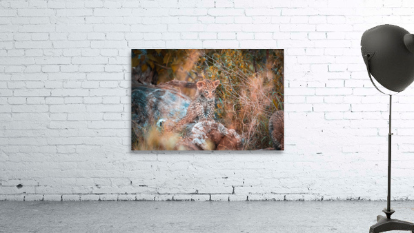 LIttle Leopard Wall Preview