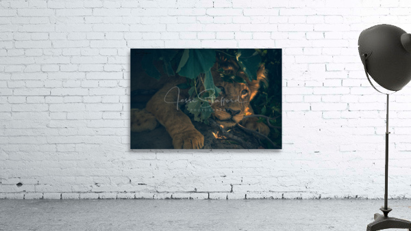 Hidden lion cub Wall Preview
