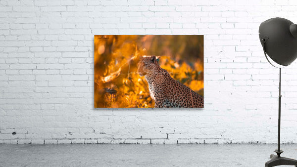 Orange Leopard Wall Preview