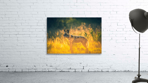 Wild Dog Wall Preview