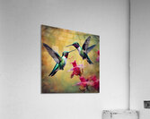 HUMMINGBIRDS Acrylic Print