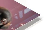 PEKINESE Impression metal HD