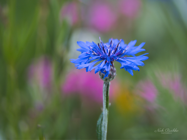 Hope for the Future Digital Download