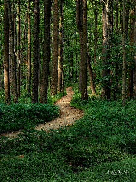 The Mystical Pathway Digital Download