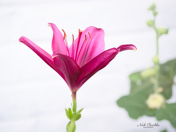 The Majestic Lily Digital Download