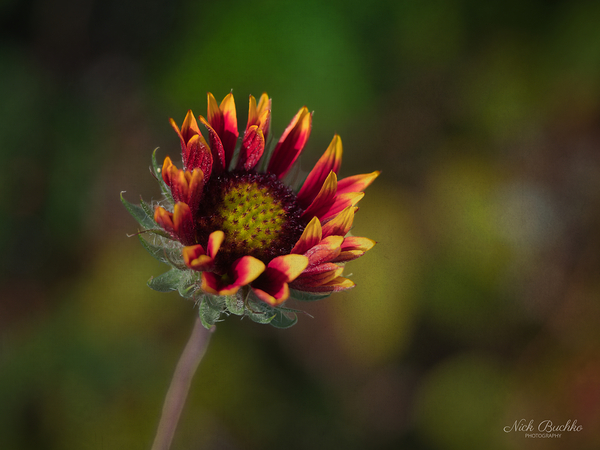 A Burst of Color Digital Download