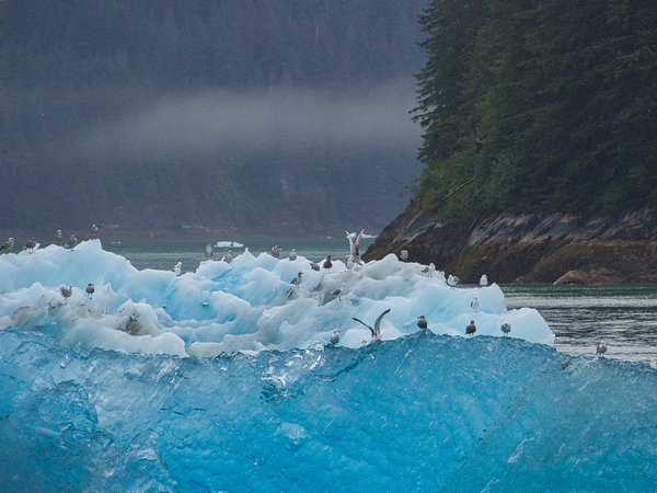 Alaskan Blue Digital Download
