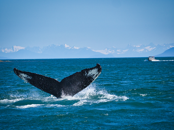 Whale Tale Digital Download