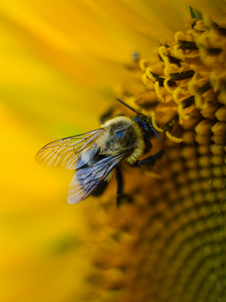 Wings Digital Download