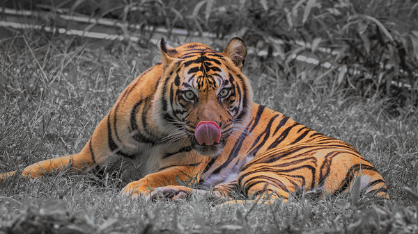 tiger bw Digital Download