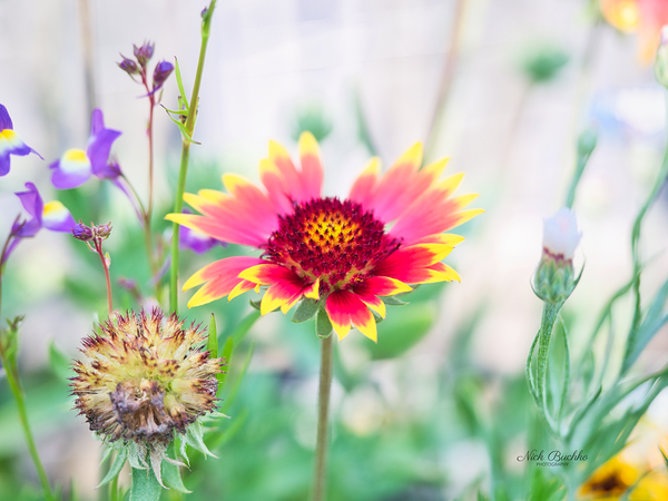 An Indian Blanket Gracing the Garden Digital Download