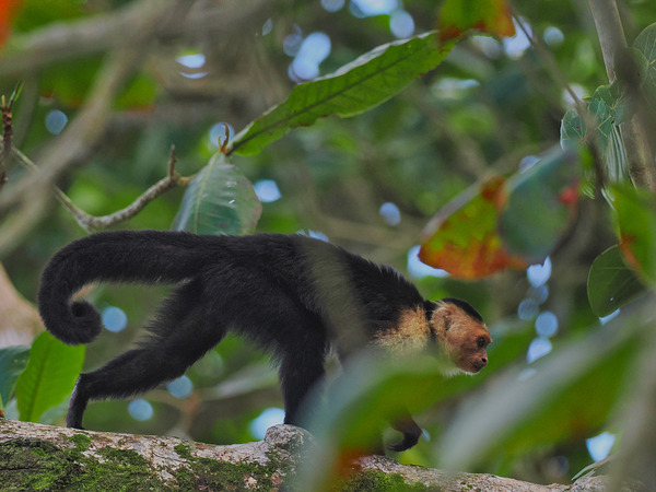 Havent You Always Wanted A Monkey  Digital Download