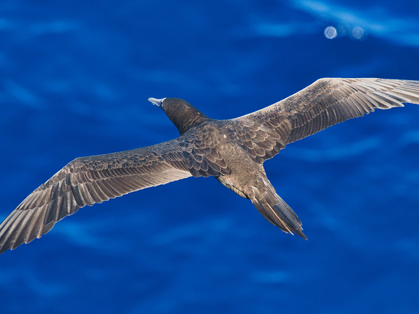 Wingspan Digital Download