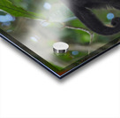 Havent You Always Wanted A Monkey  Acrylic print