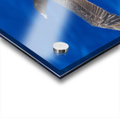 Wingspan Acrylic print