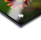 A Burst of Color Acrylic print