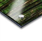 The Mystical Pathway Acrylic print