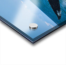 Whale Tale Acrylic print