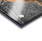 tiger bw Acrylic print