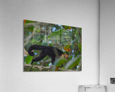 Havent You Always Wanted A Monkey  Acrylic Print