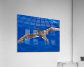 Wingspan Acrylic Print