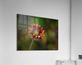 A Burst of Color Acrylic Print