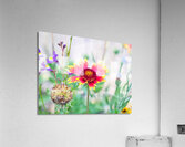 An Indian Blanket Gracing the Garden Acrylic Print