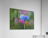 Hope for the Future Acrylic Print