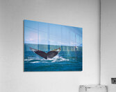 Whale Tale Acrylic Print