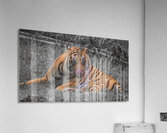 tiger bw Acrylic Print