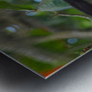 Havent You Always Wanted A Monkey  Metal print