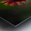 A Burst of Color Metal print