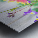 An Indian Blanket Gracing the Garden Metal print