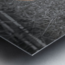 tiger bw Metal print