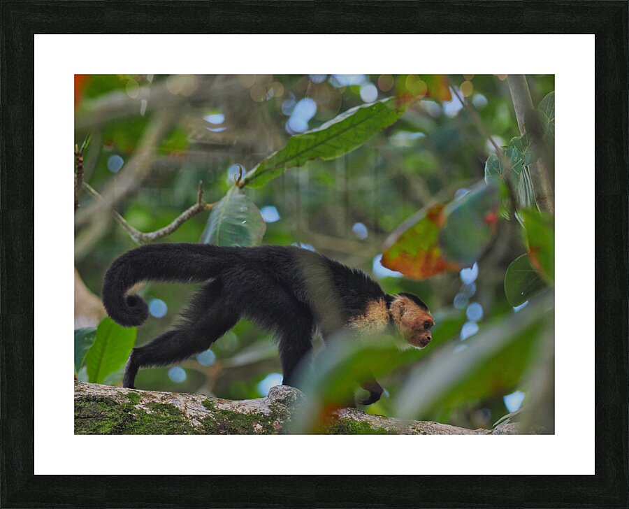 Havent You Always Wanted A Monkey  Picture Frame print