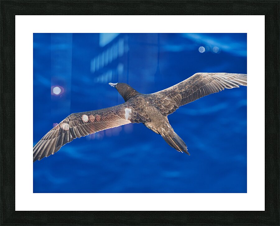 Wingspan Picture Frame print