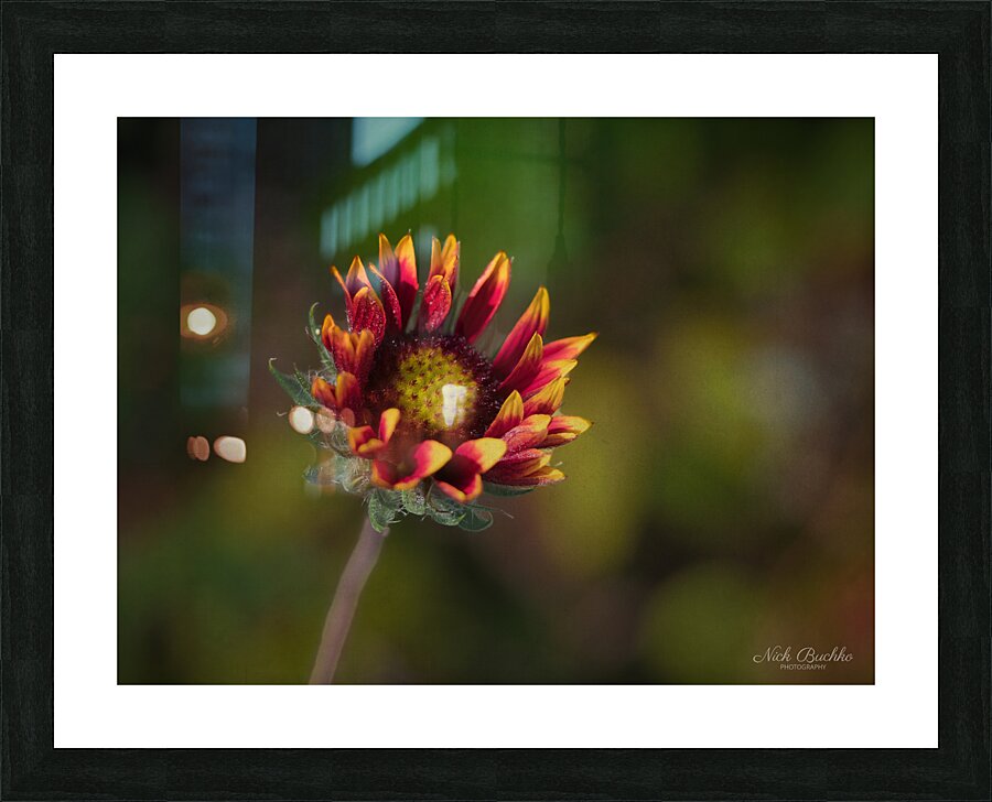 A Burst of Color Picture Frame print
