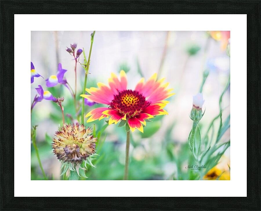 An Indian Blanket Gracing the Garden Picture Frame print