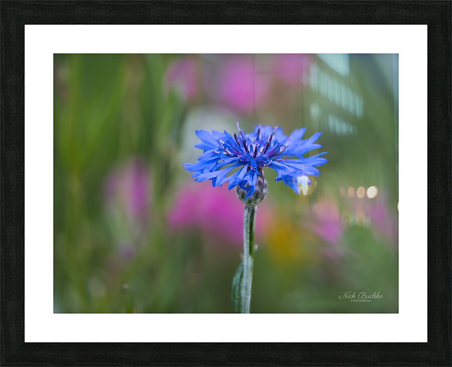 Hope for the Future Picture Frame print