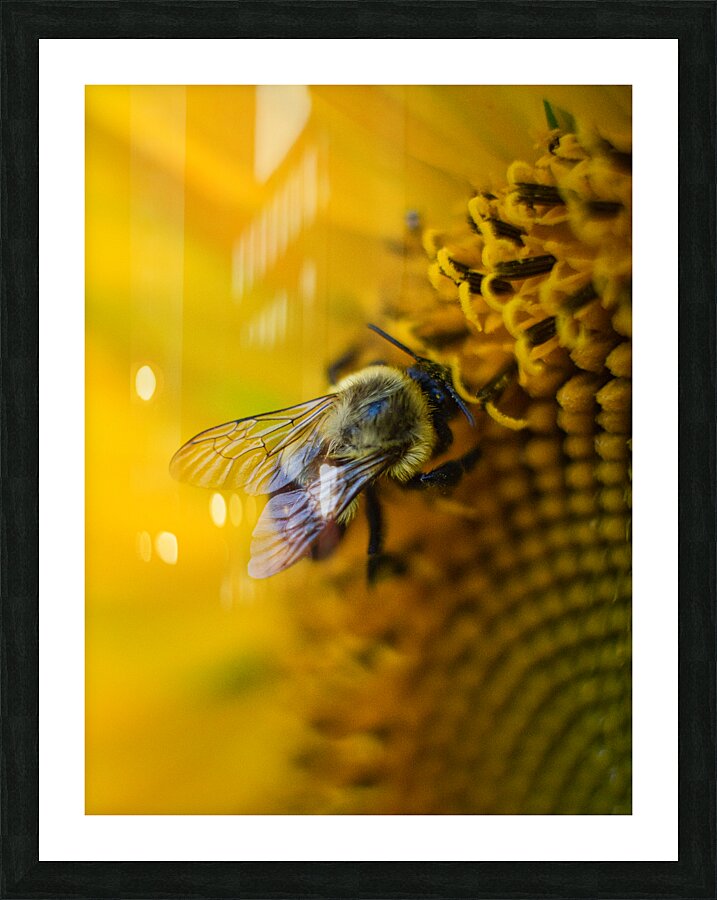 Wings Picture Frame print