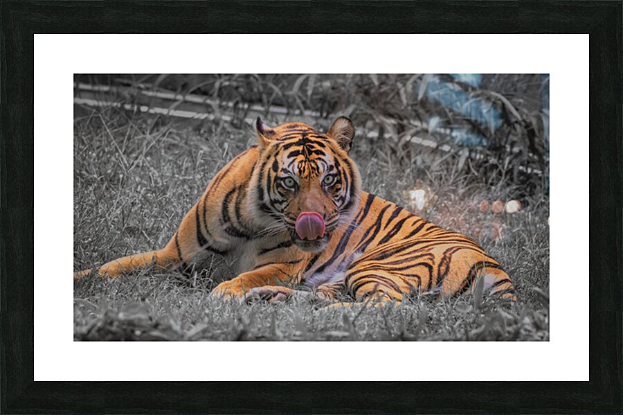 tiger bw Picture Frame print