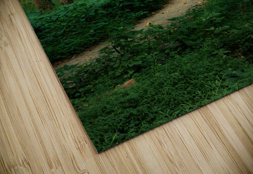 The Mystical Pathway Buchko Photography puzzle