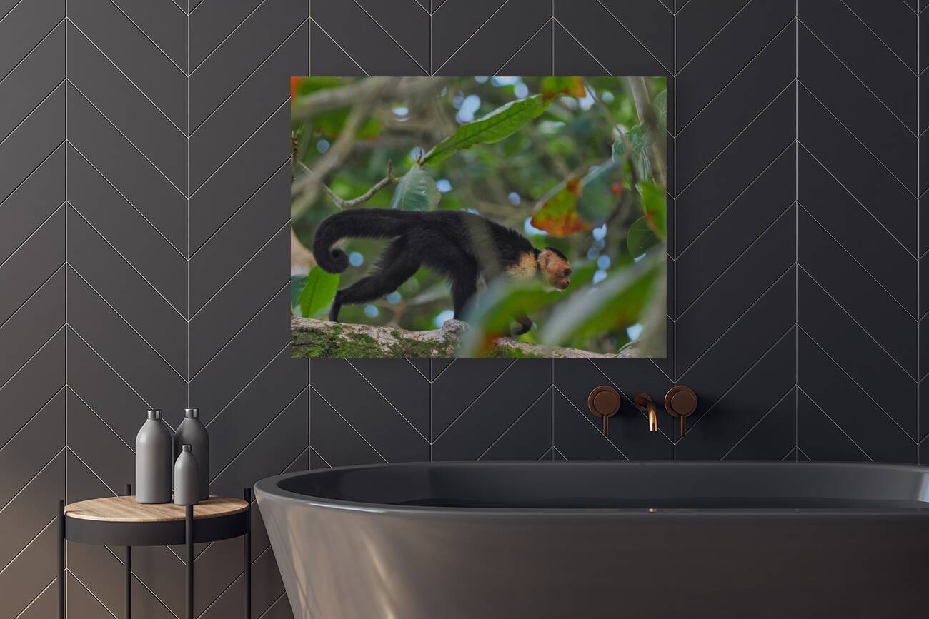 Havent You Always Wanted A Monkey  Reproduction