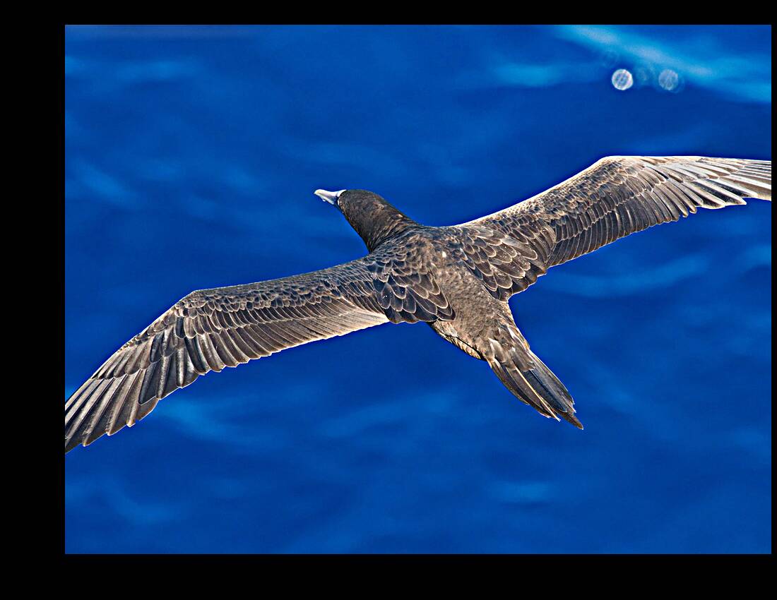 Wingspan Reproduction