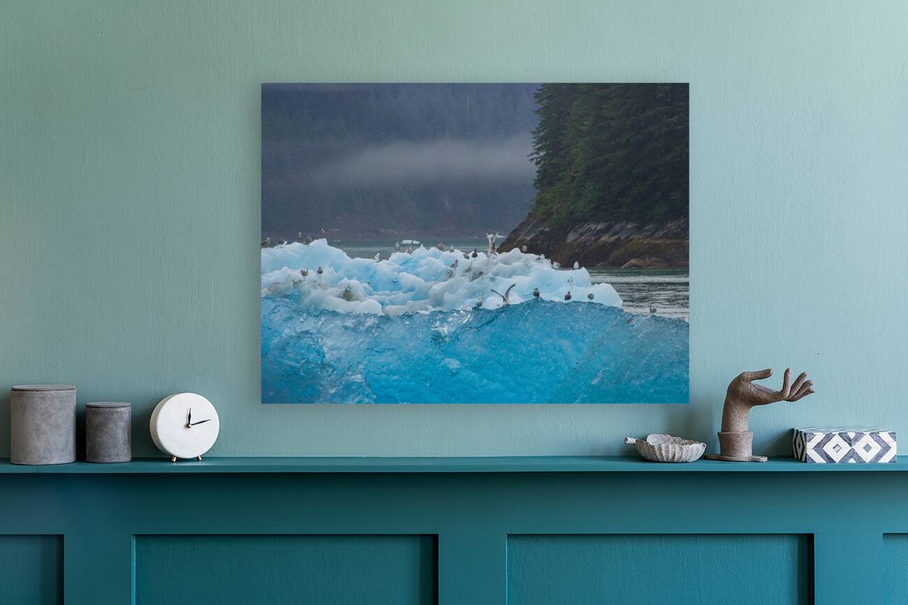 Alaskan Blue Reproduction